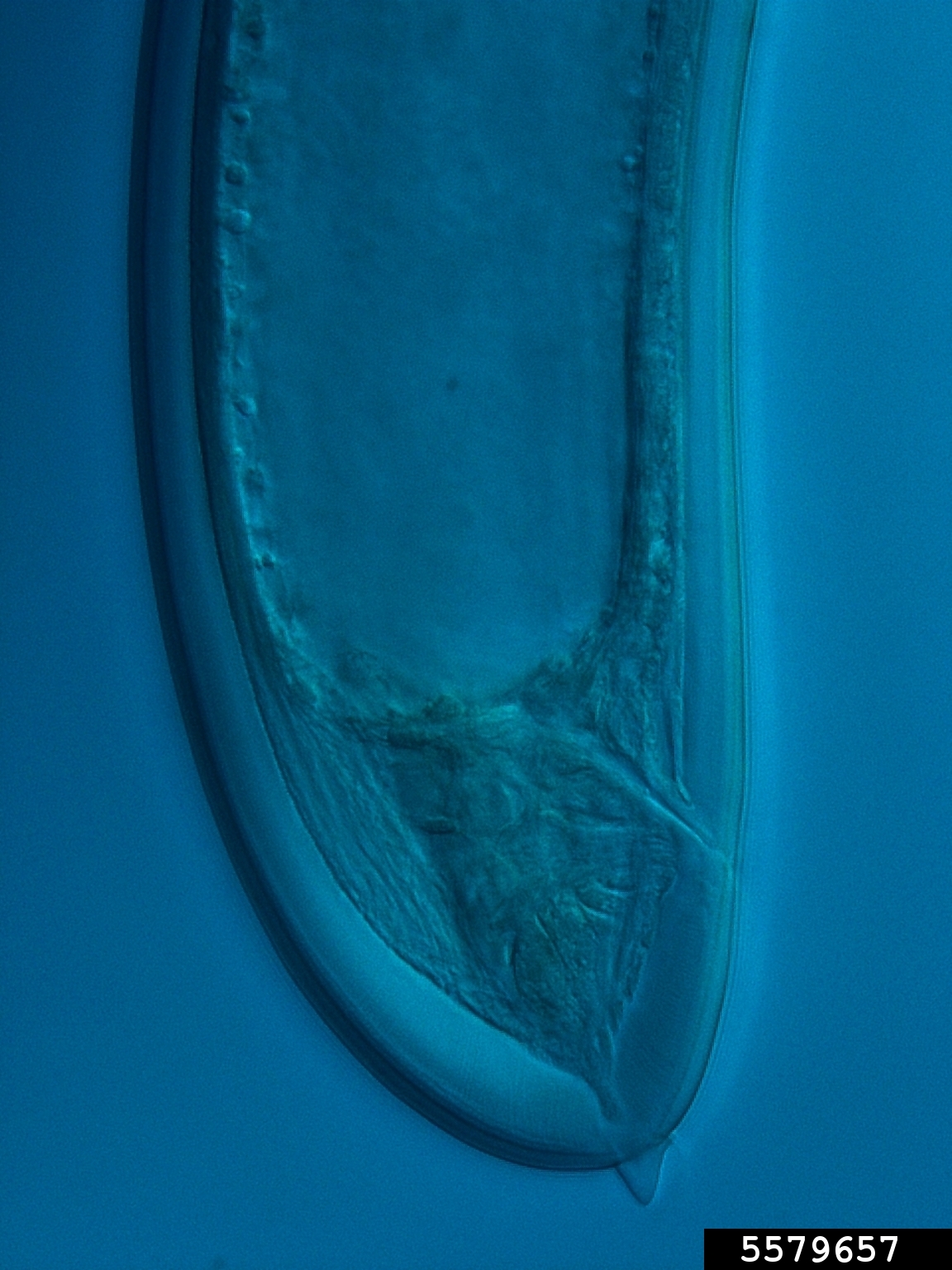 dagger and needle nematodes (Family Longidoridae)