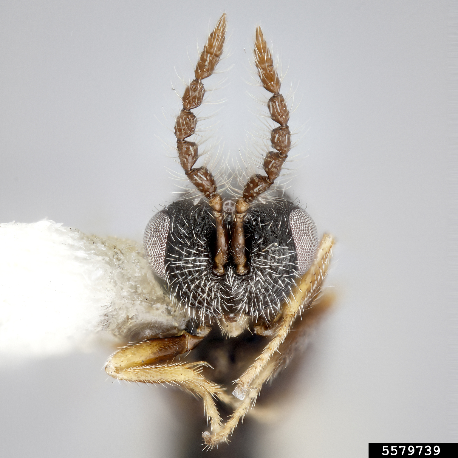 trefoil seed chalcid (Bruchophagus platypterus)