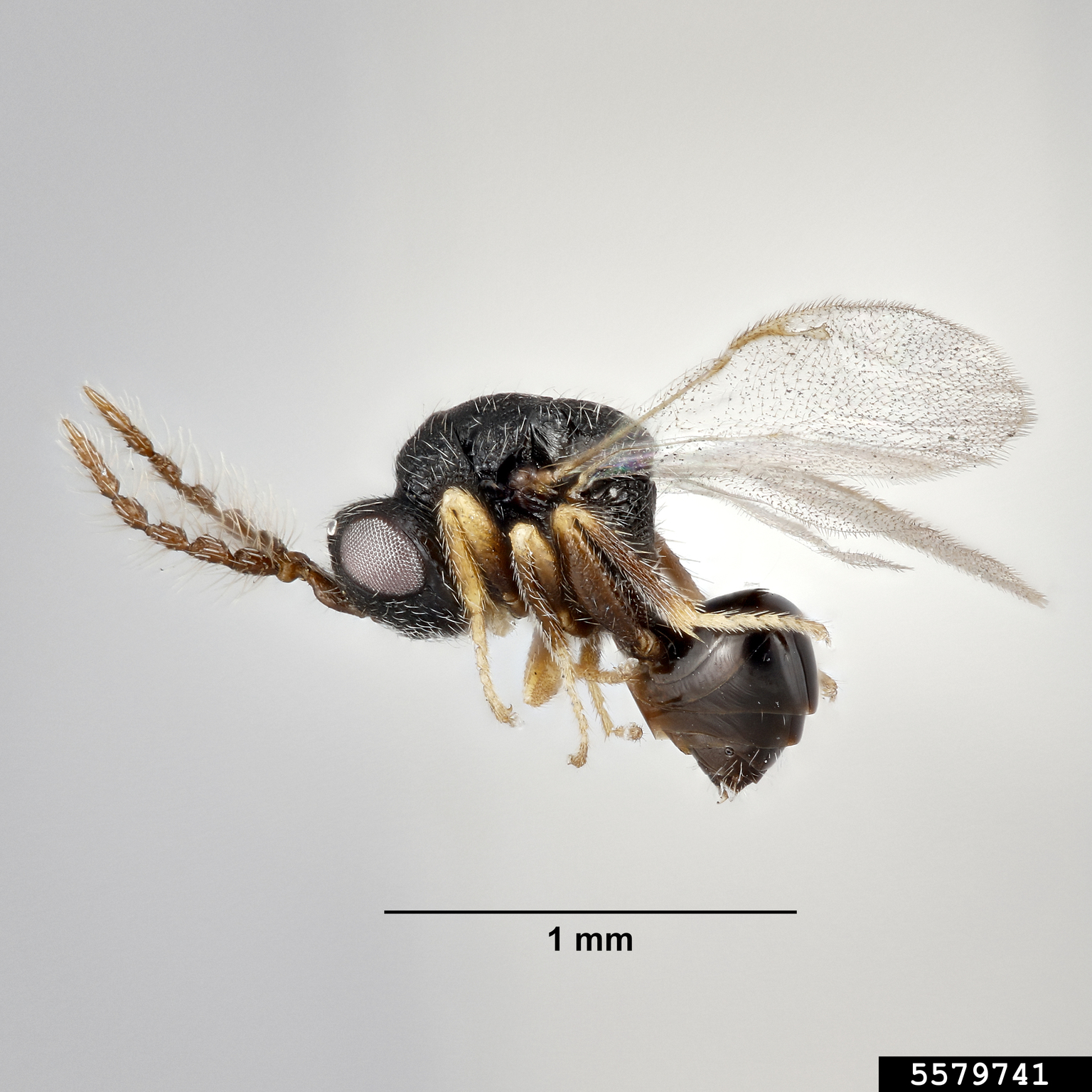 trefoil seed chalcid (Bruchophagus platypterus)