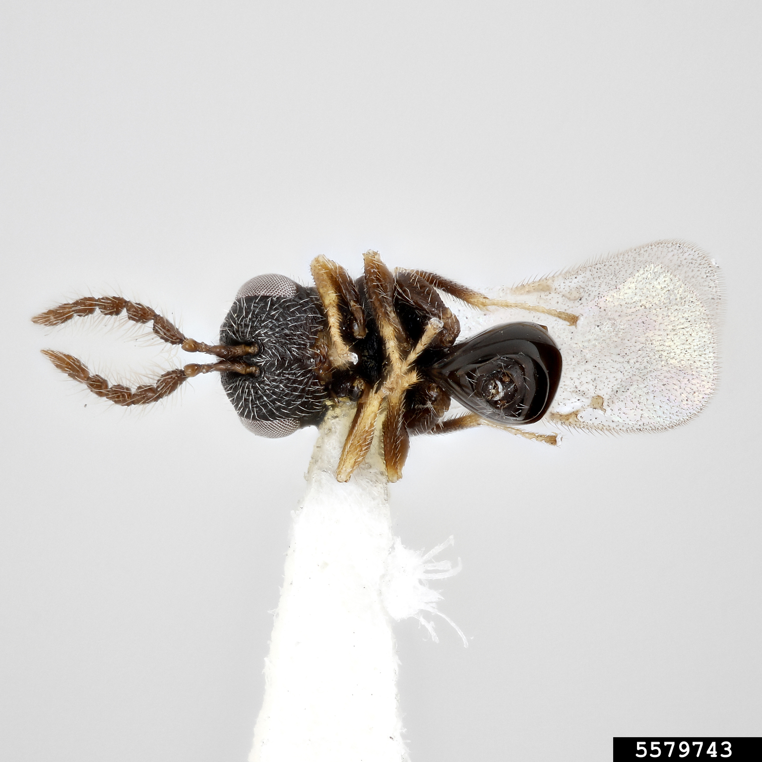 trefoil seed chalcid (Bruchophagus platypterus)