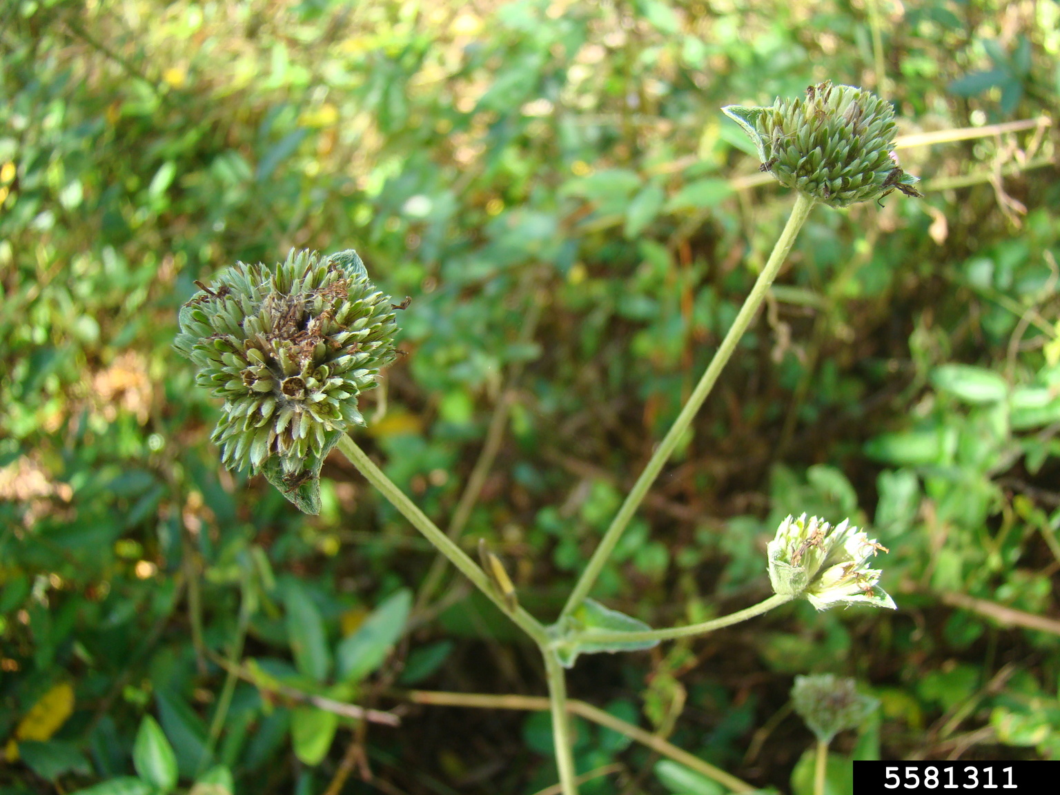 elephantsfoot (Elephantopus tomentosus L.)