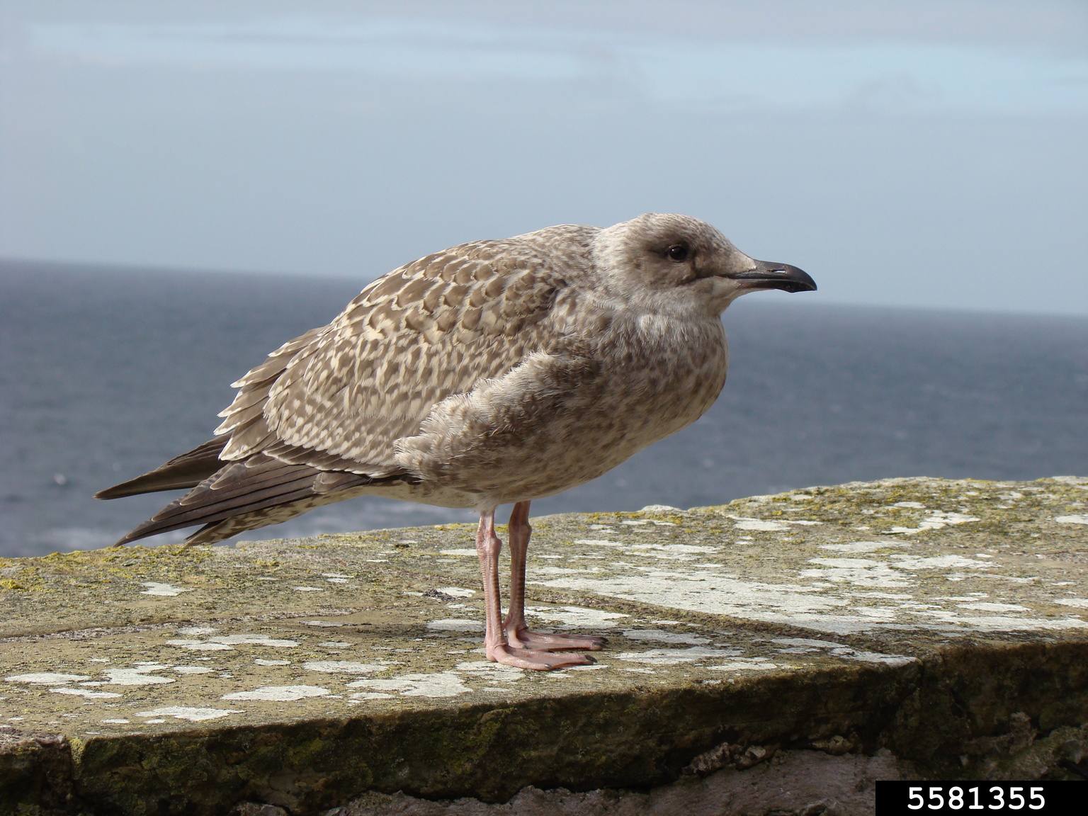 herring gull (Larus argentatus)