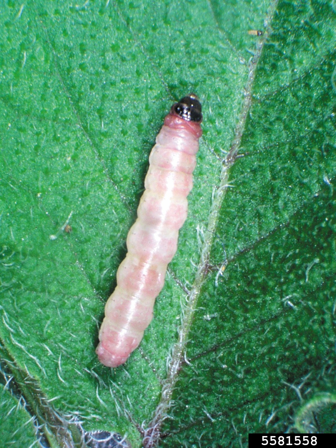 potato tuber moth (Phthorimaea operculella)