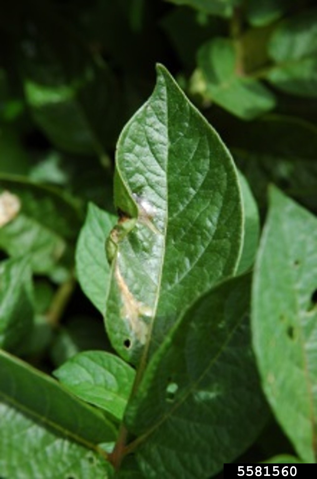 potato tuber moth (Phthorimaea operculella)