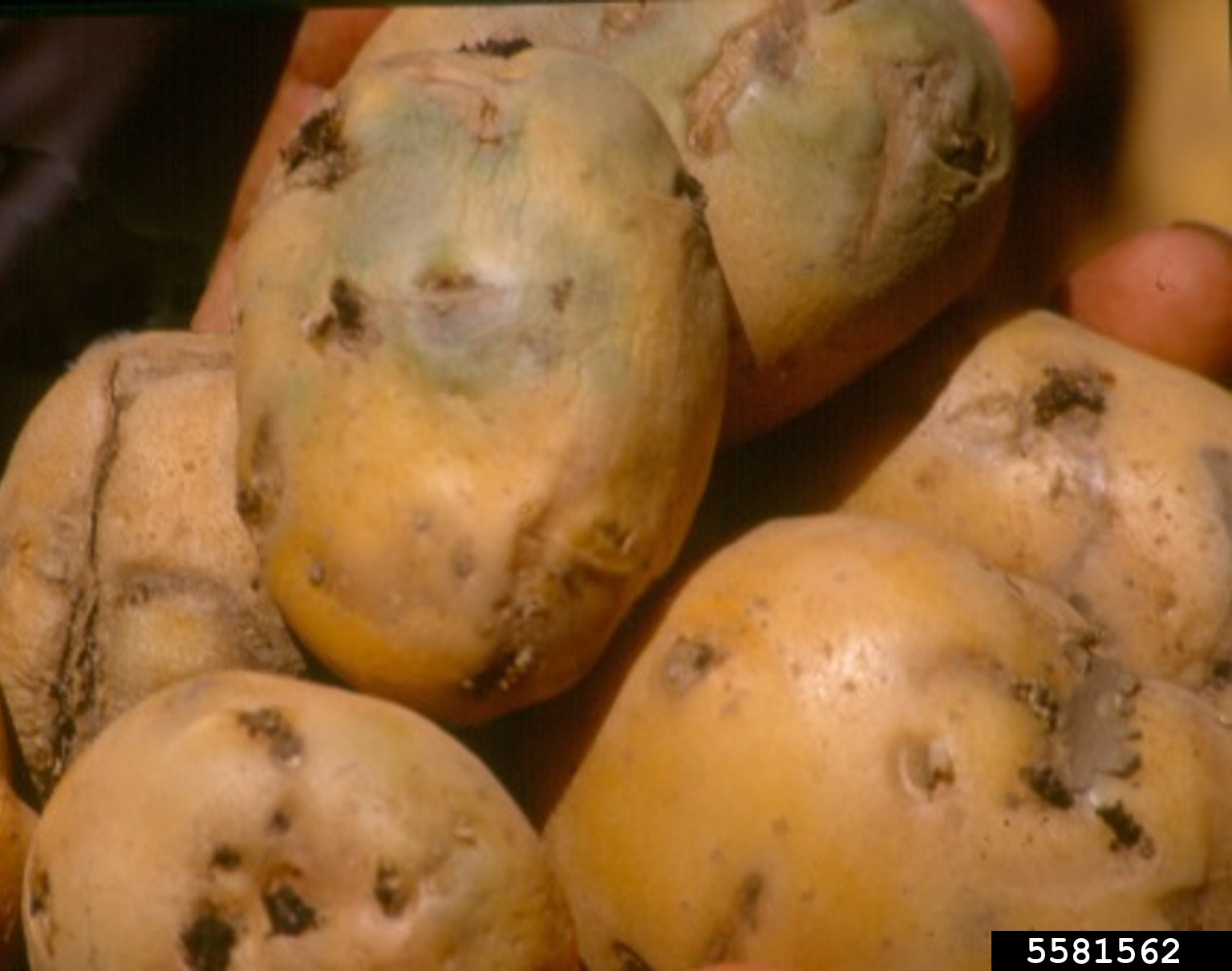 potato tuber moth (Phthorimaea operculella)