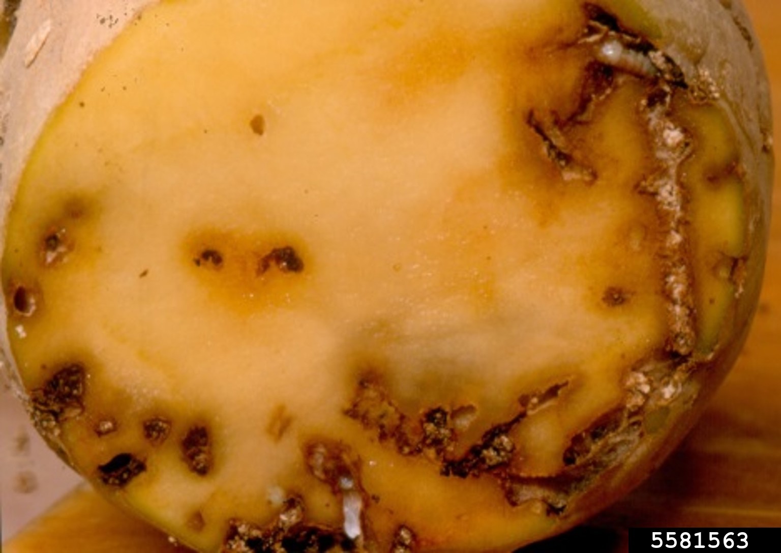 potato tuber moth (Phthorimaea operculella)