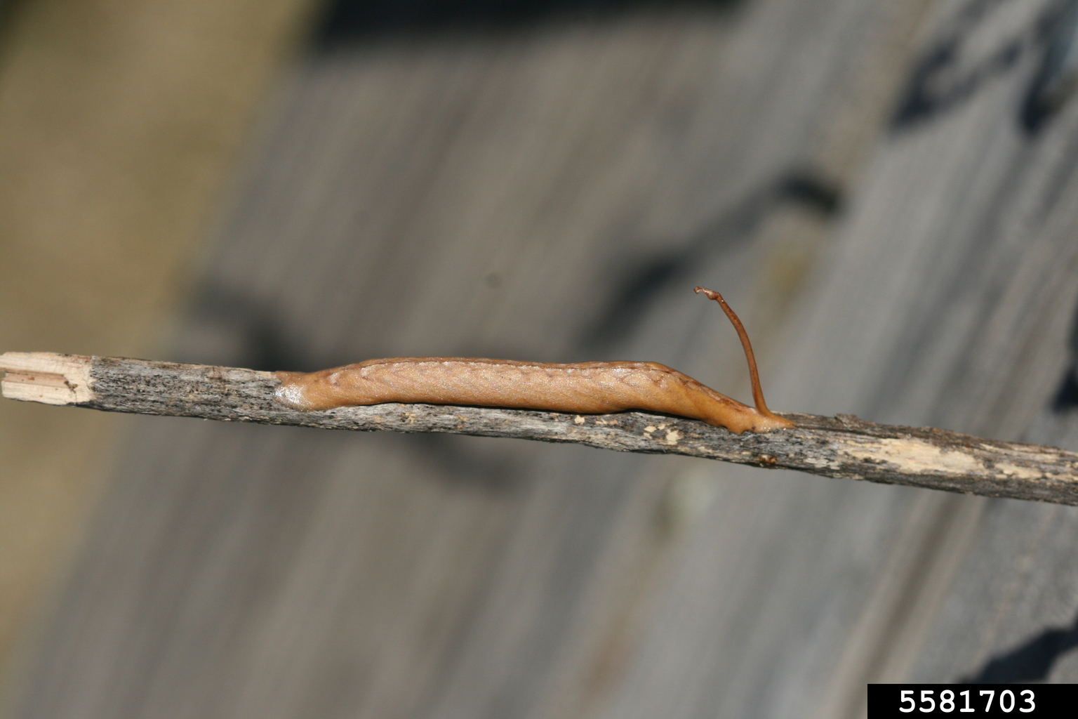 ghost praying mantis (Phyllocrania paradoxa)