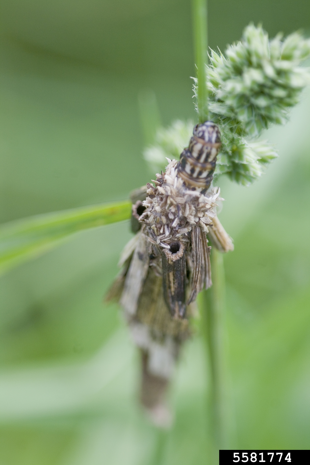 bagworms (Family Psychidae)