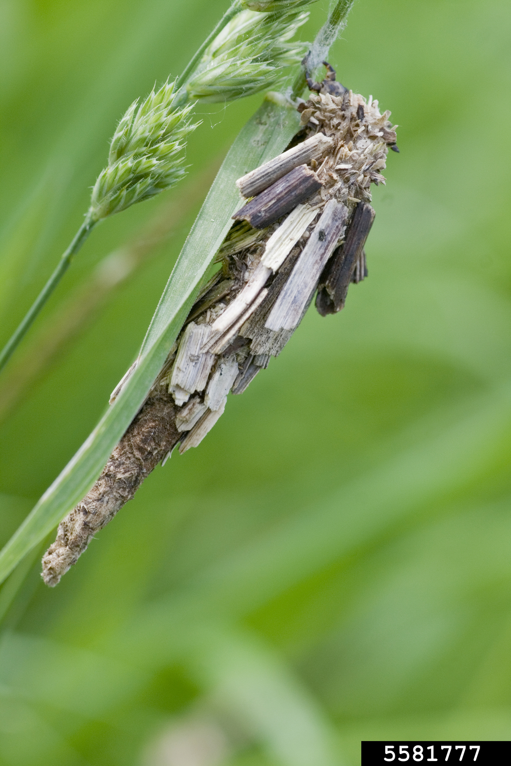 bagworms (Family Psychidae)