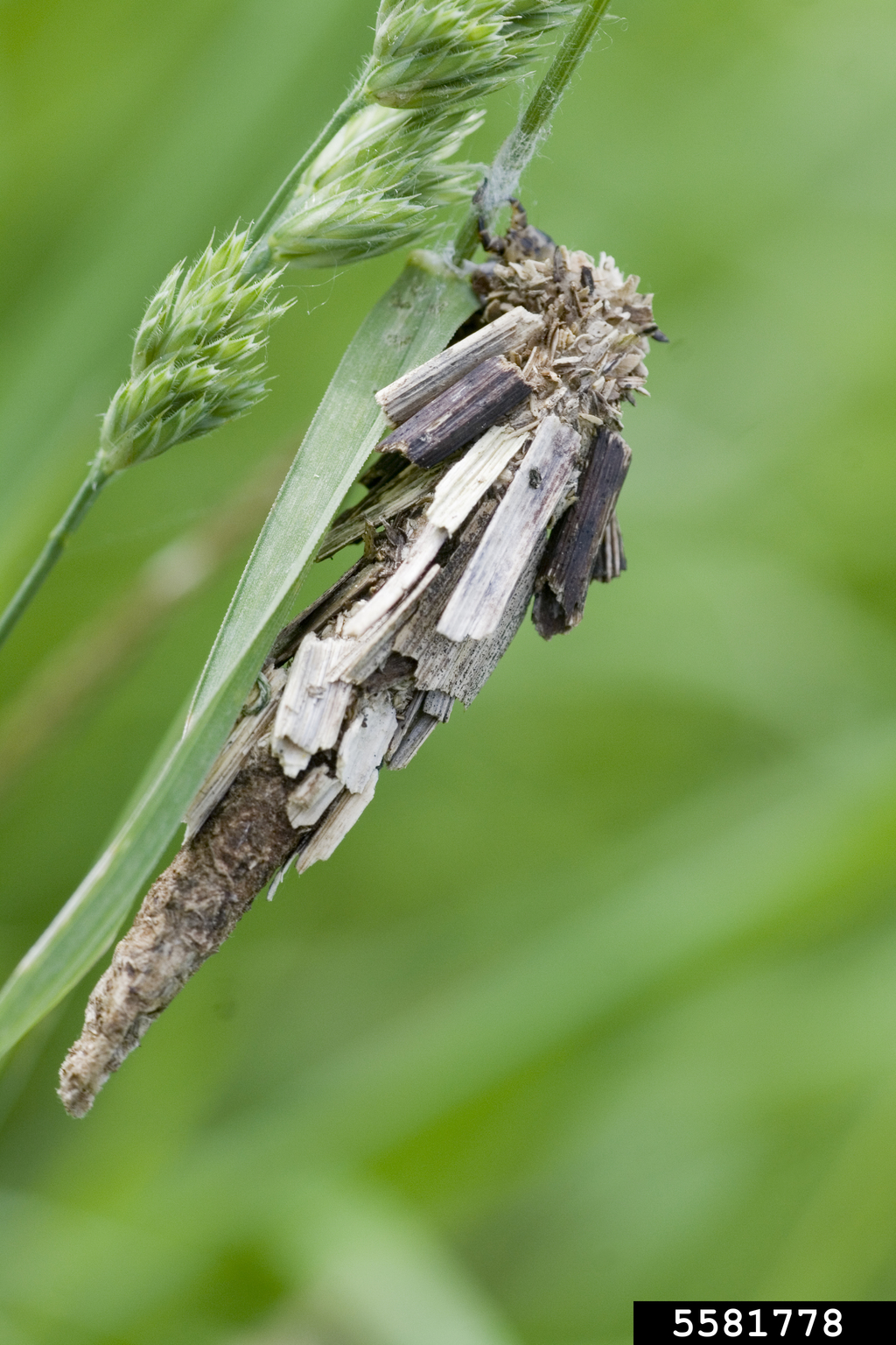 bagworms (Family Psychidae)