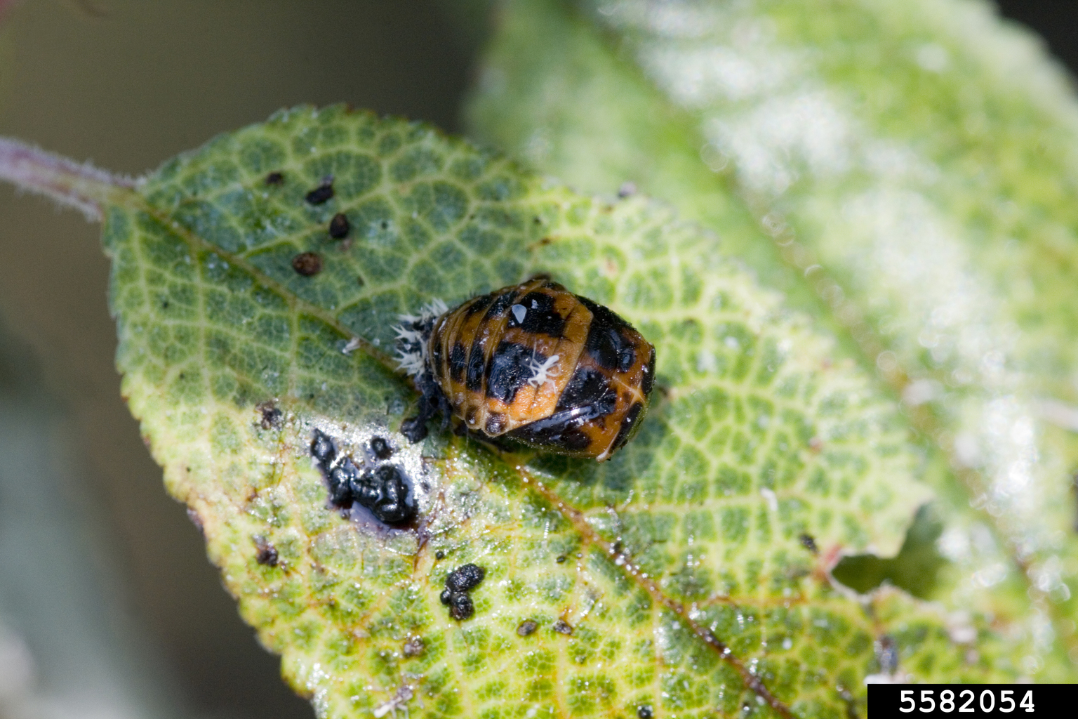 multicolored Asian lady beetle (Harmonia axyridis)