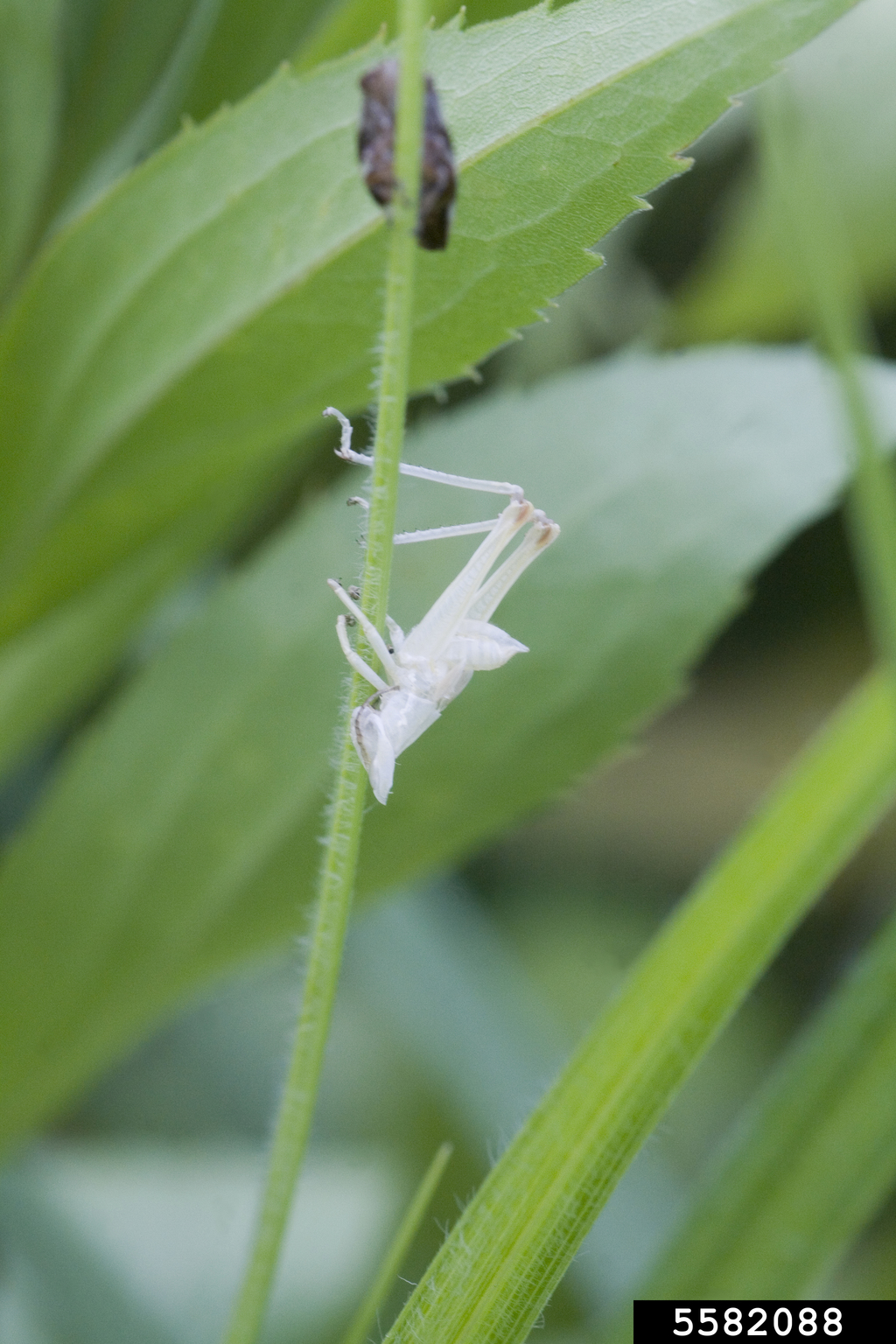 crickets (Family Gryllidae)