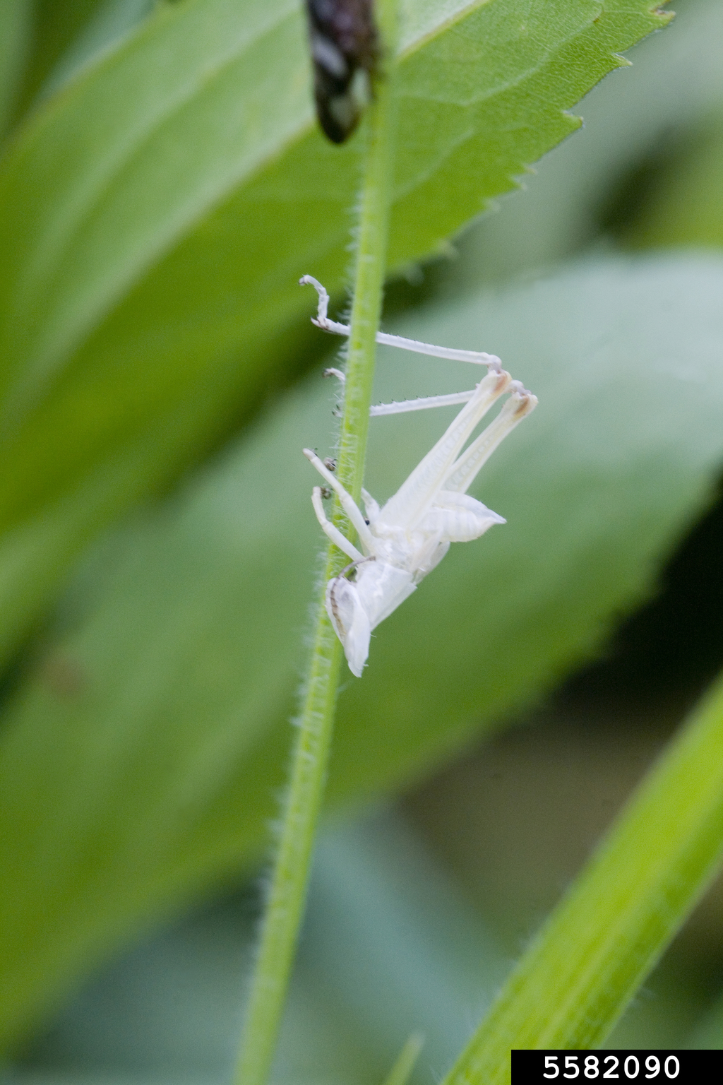 crickets (Family Gryllidae)