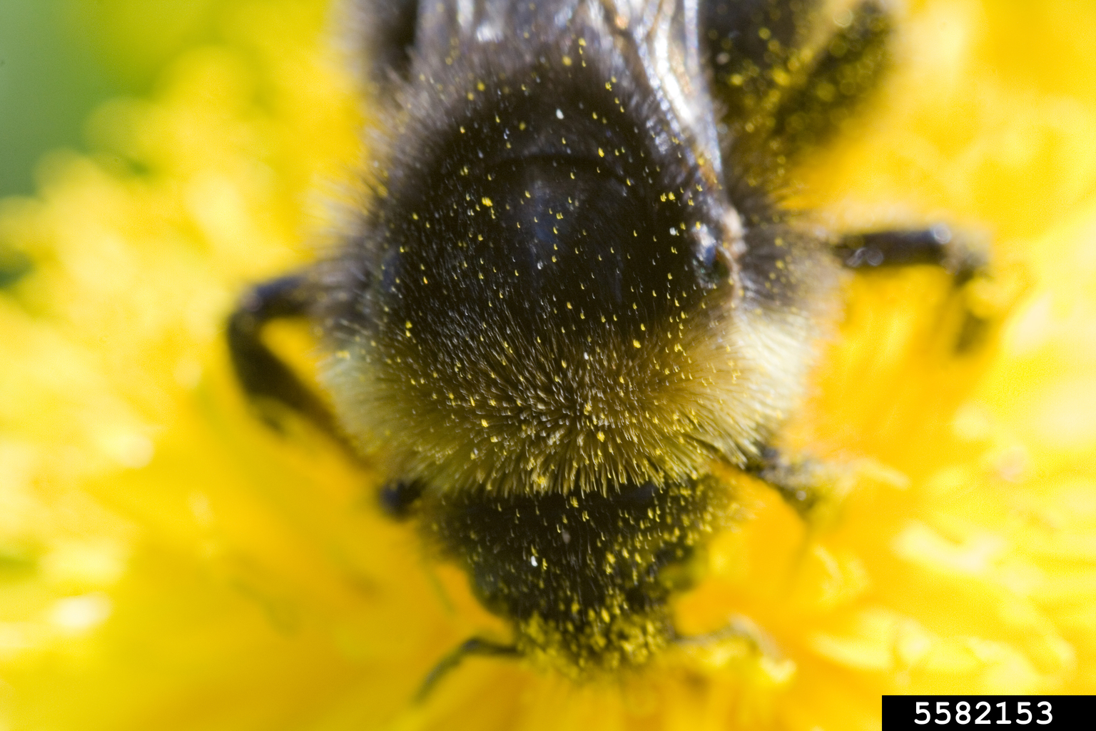 cuckoo bumble bees (Bombus norvegicus (Sparre-Schneider 1918))