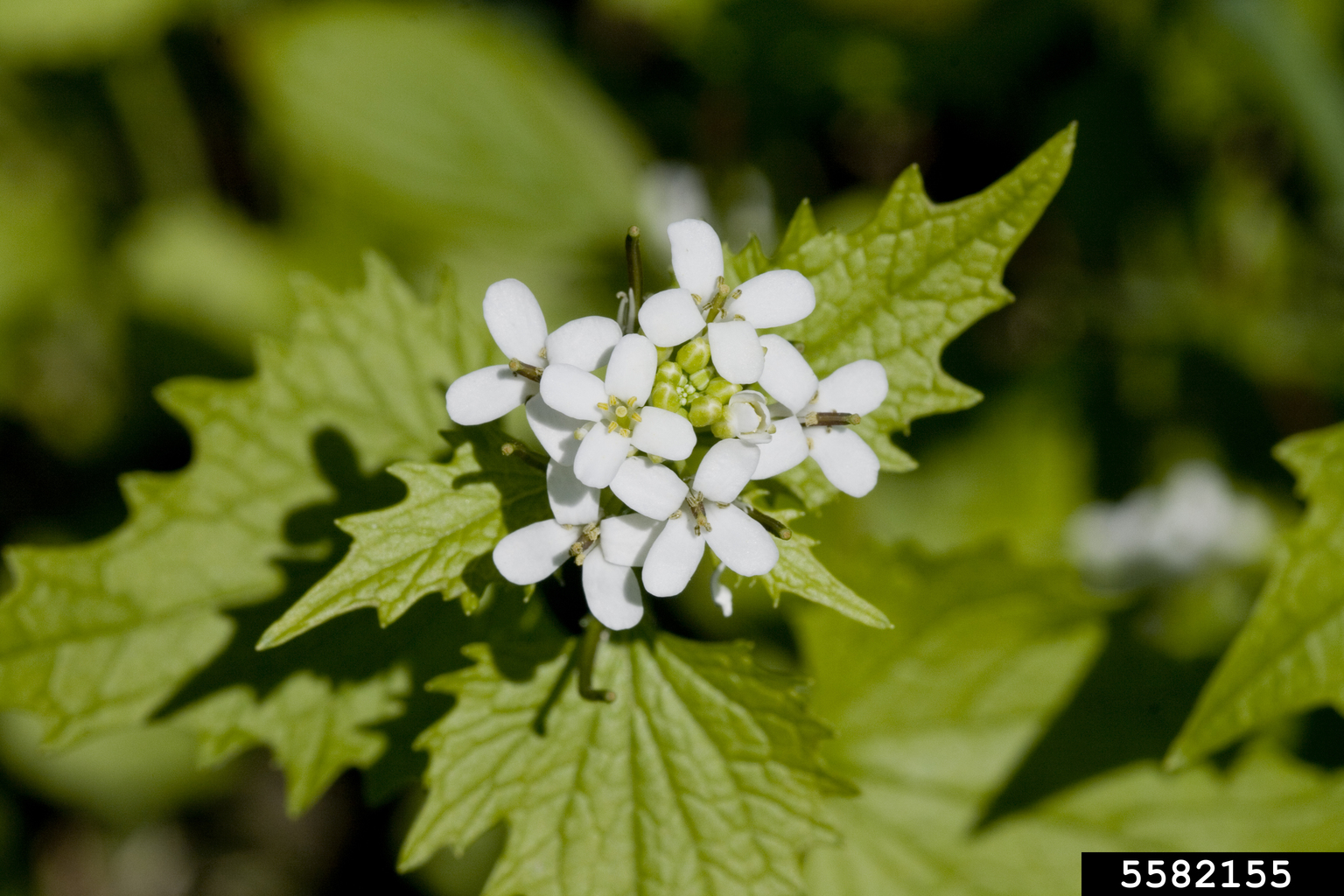 garlic mustard (Alliaria petiolata)