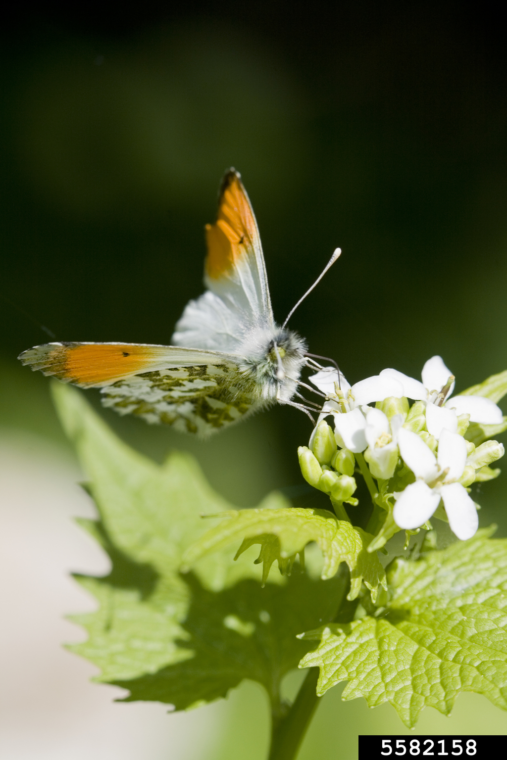 orangetip (Anthocharis cardamines)