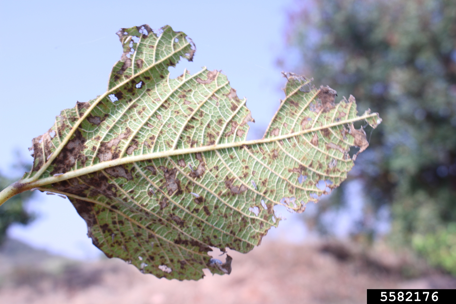 fig rust (Cerotelium fici)