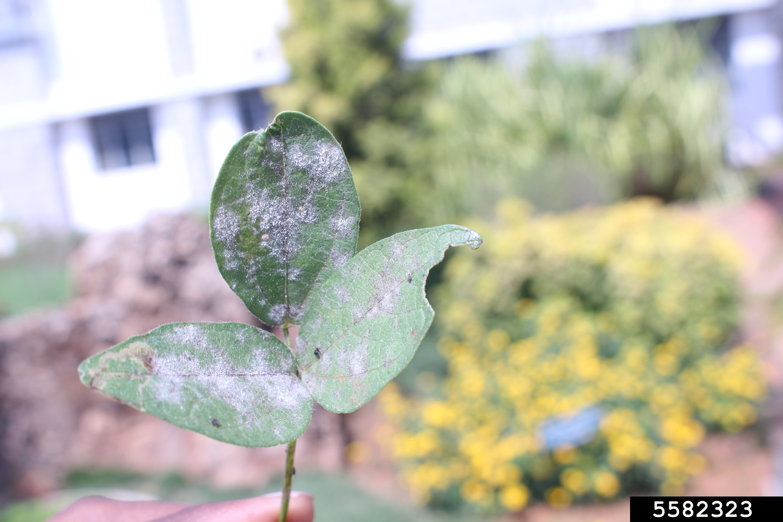 powdery mildew (Erysiphe betae)