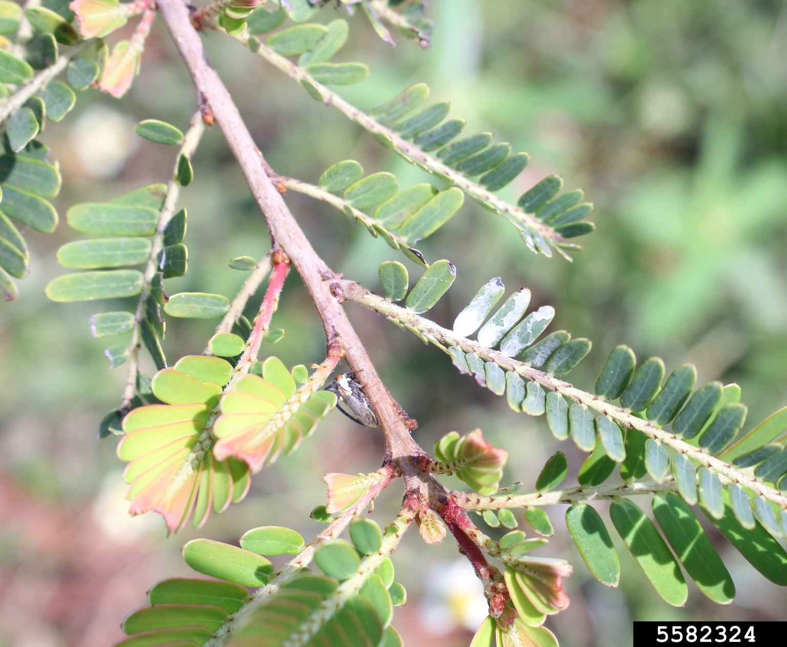 powdery mildew (Genus Oidium)