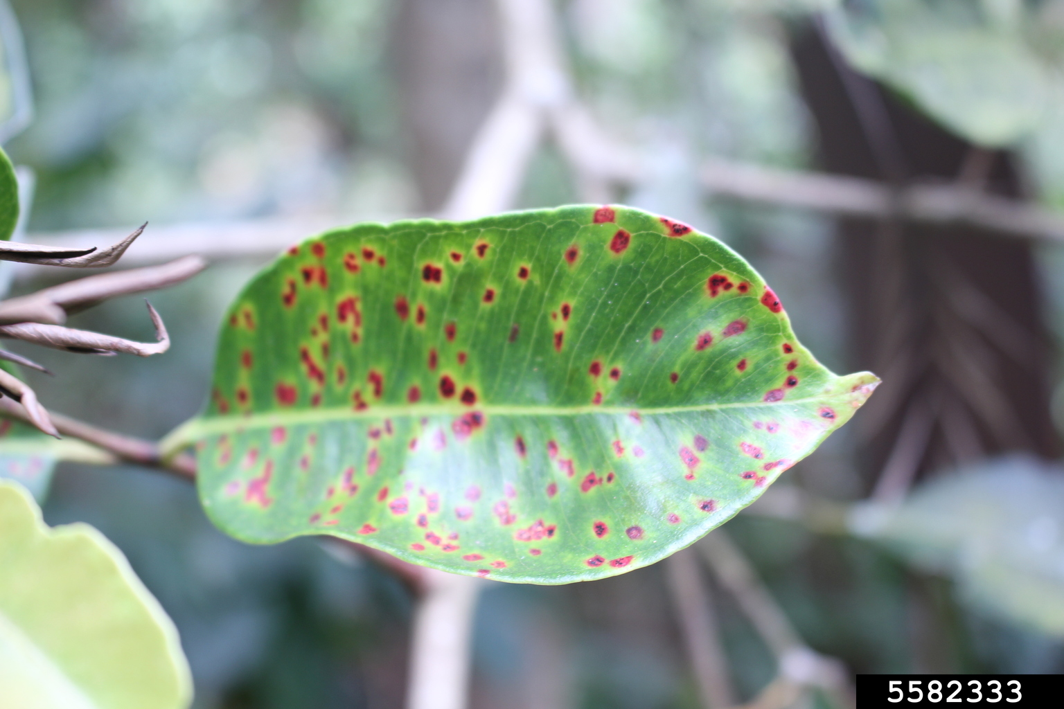 pink disease (Erythricium salmonicolor)