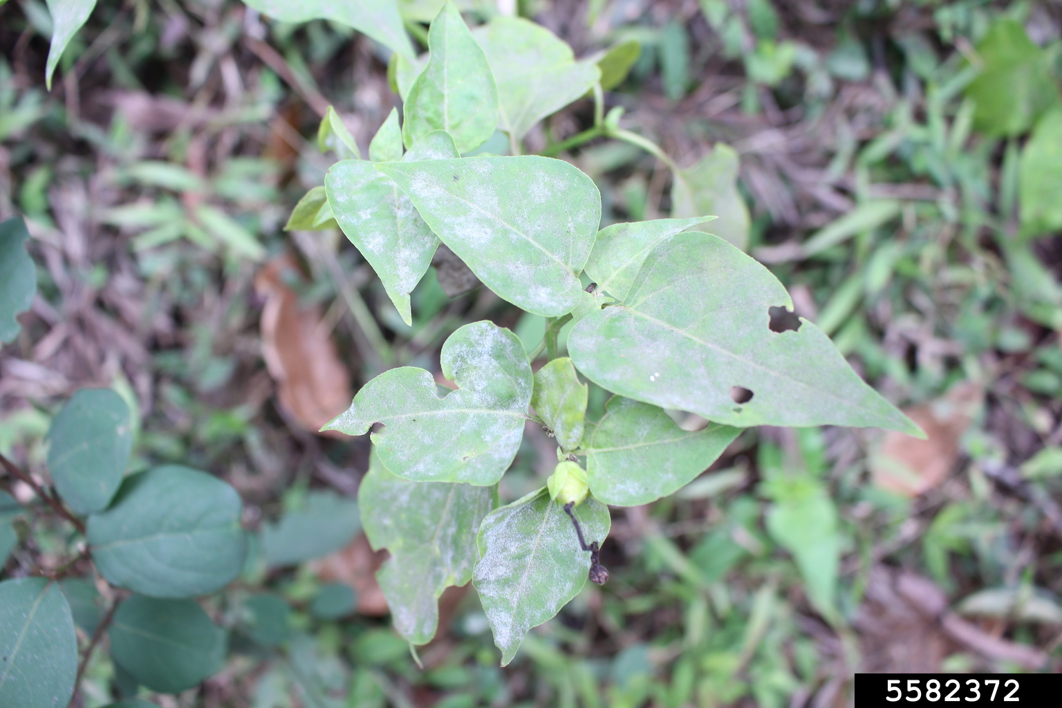 Garden fouro'clock powdery mildew (Pseudoidium nyctaginacearum)
