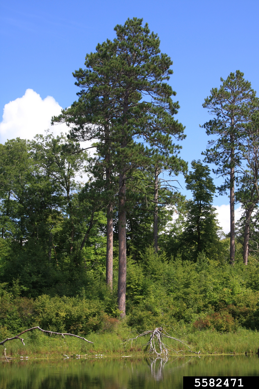red pine (Pinus resinosa)