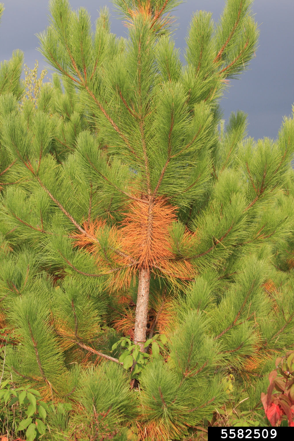 red pine (Pinus resinosa)
