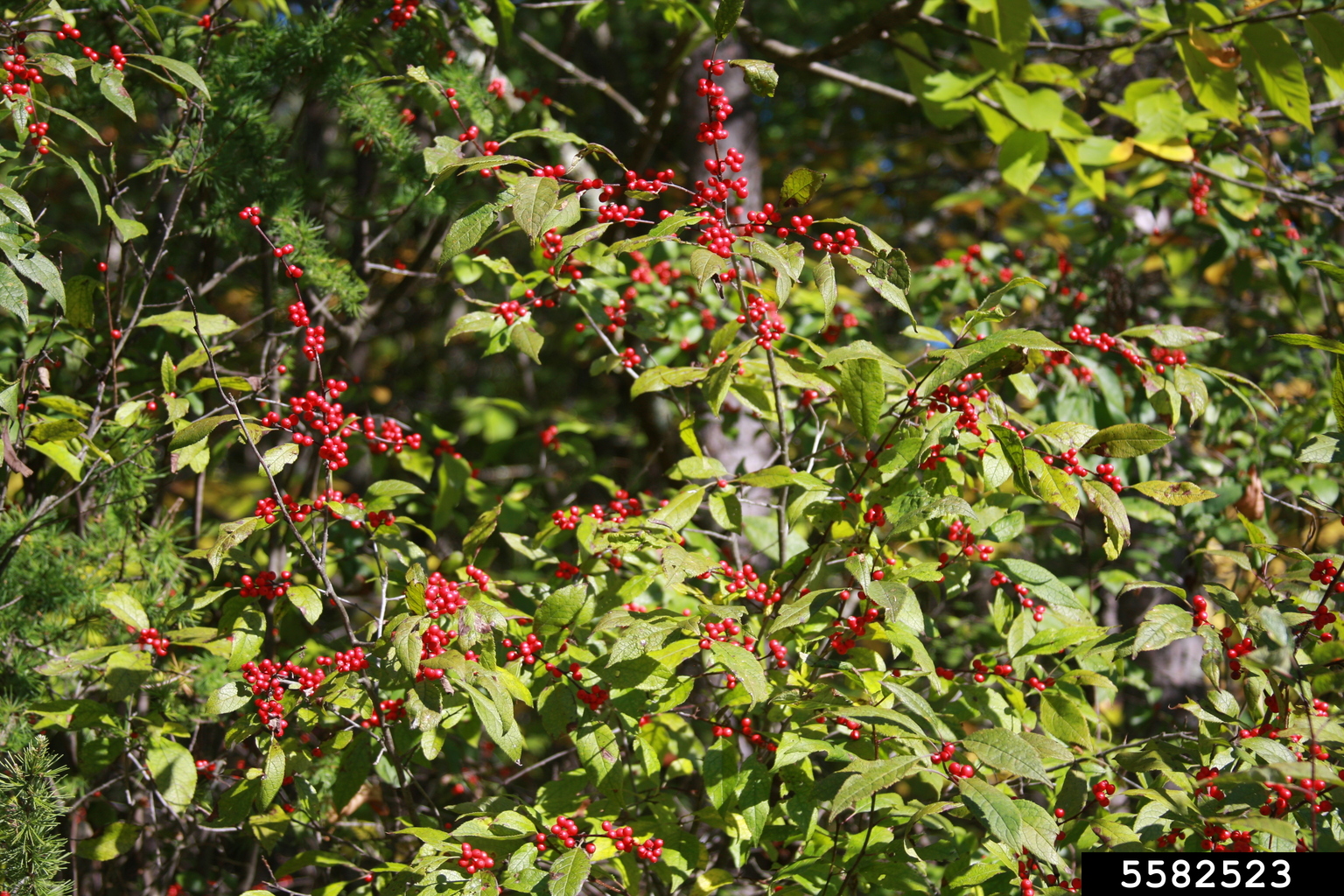 common winterberry (Ilex verticillata)