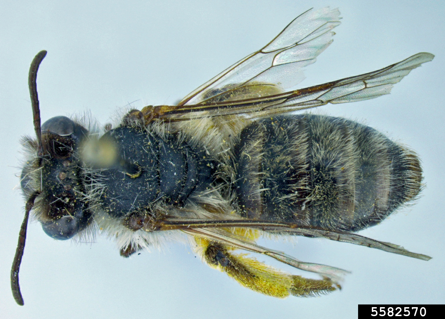 mining-bee-andrena-perarmata-cockerell-1898