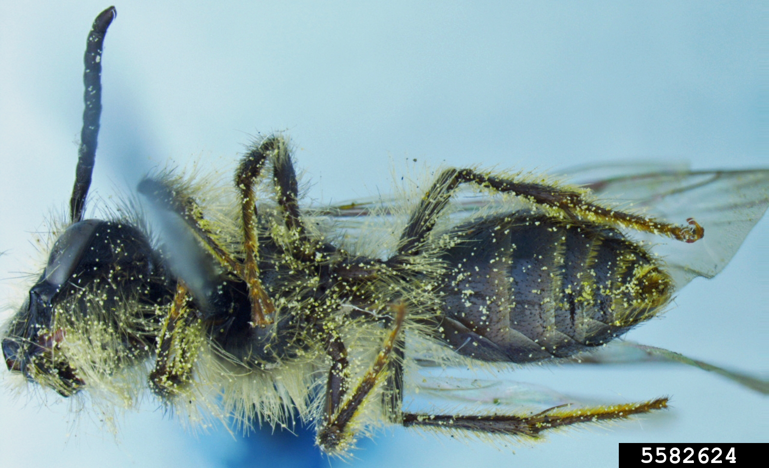 mining-bee-andrena-prolixa