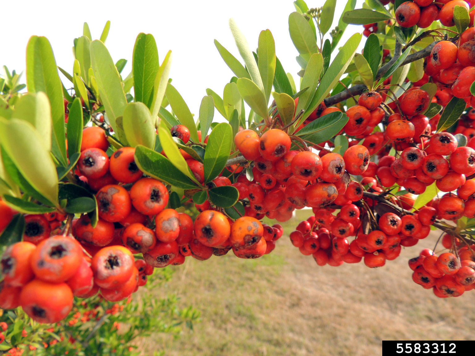 scarlet firethorn (Pyracantha coccinea)
