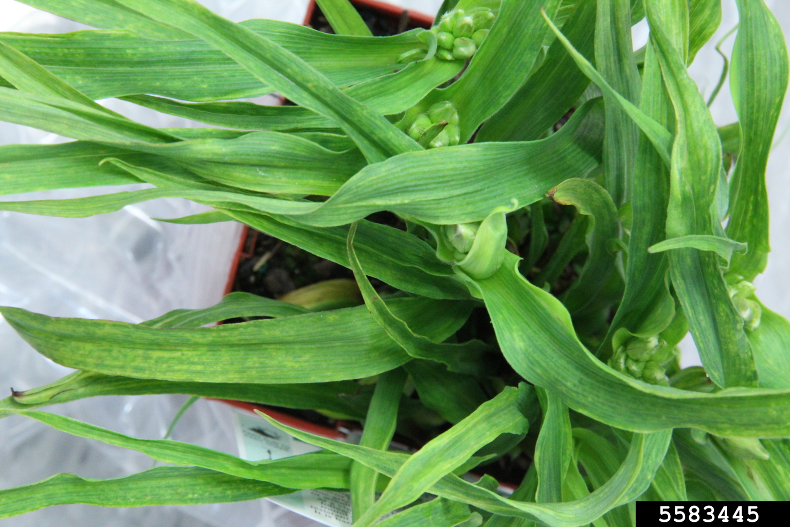 potyviruses-genus-potyvirus