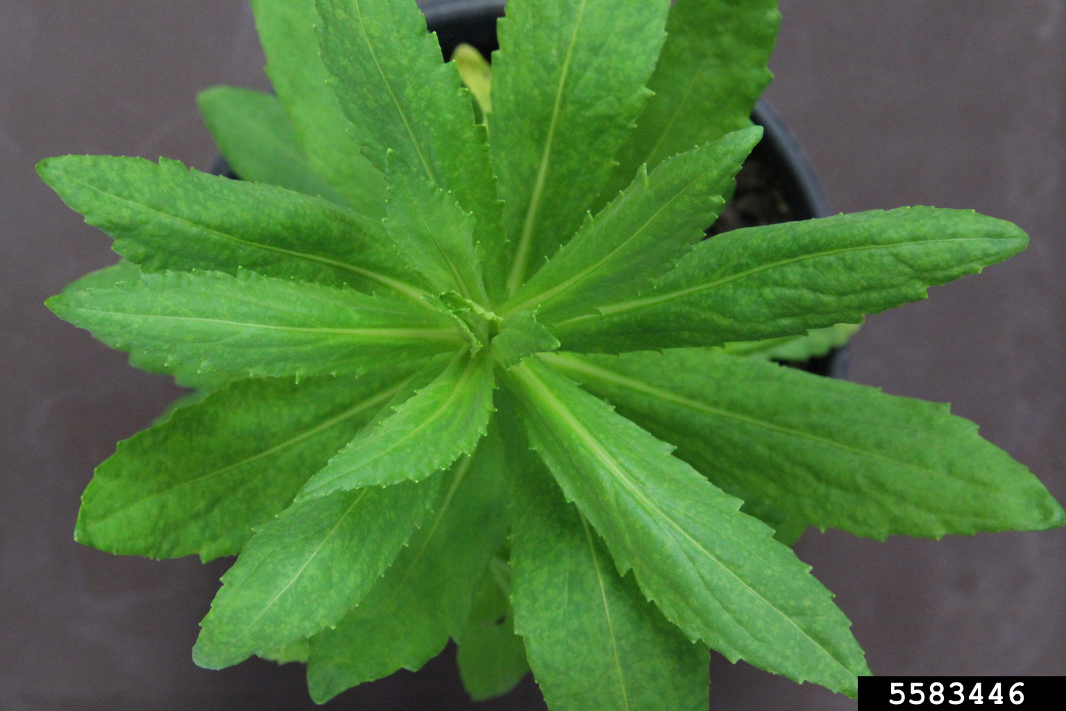 potyviruses-genus-potyvirus