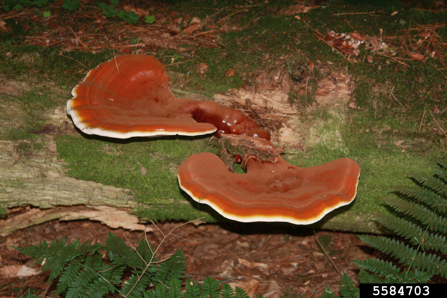 hemlock varnish shelf (Ganoderma tsugae)