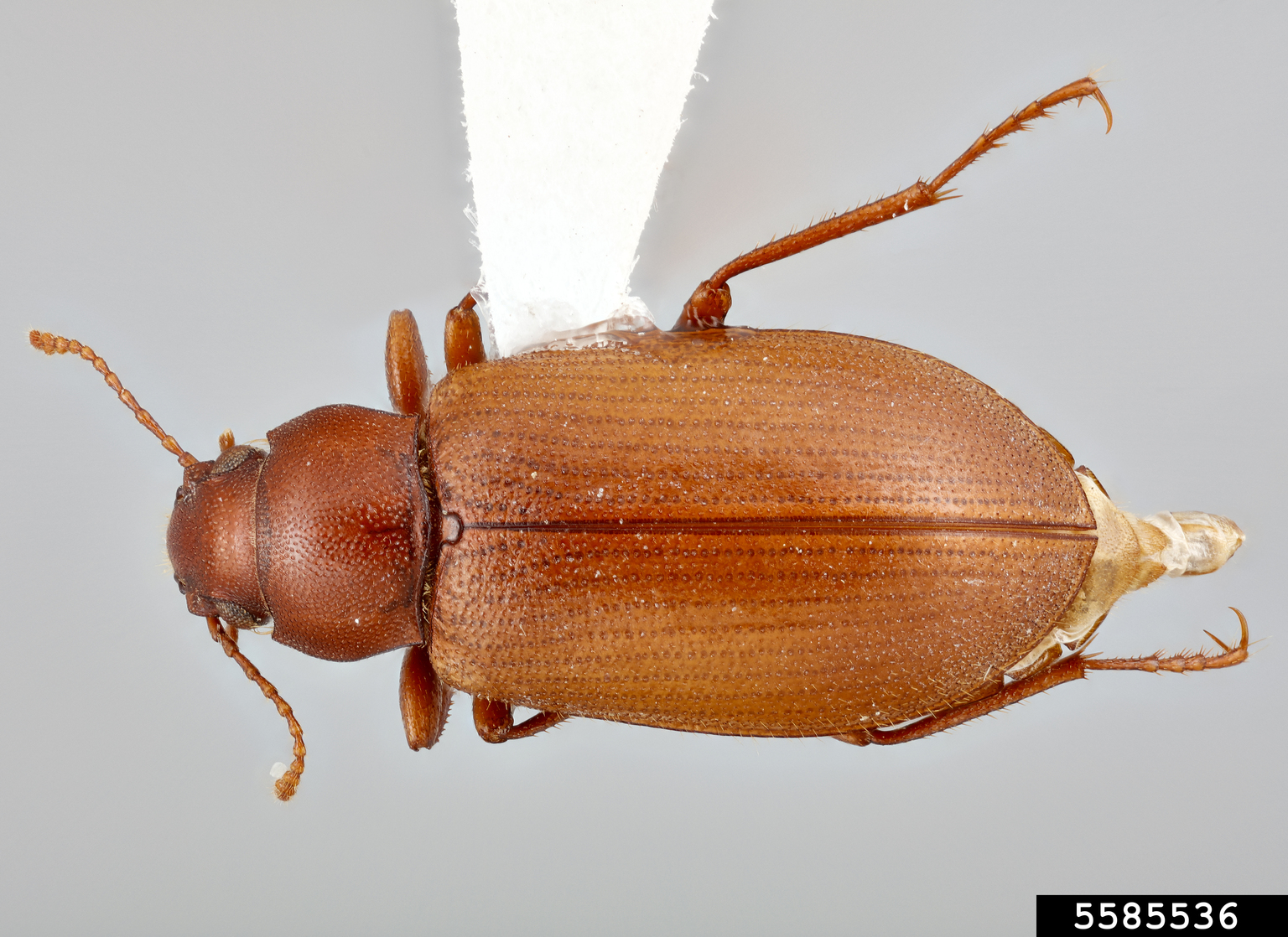 Darkling beetle (Chilometopon pallidum)