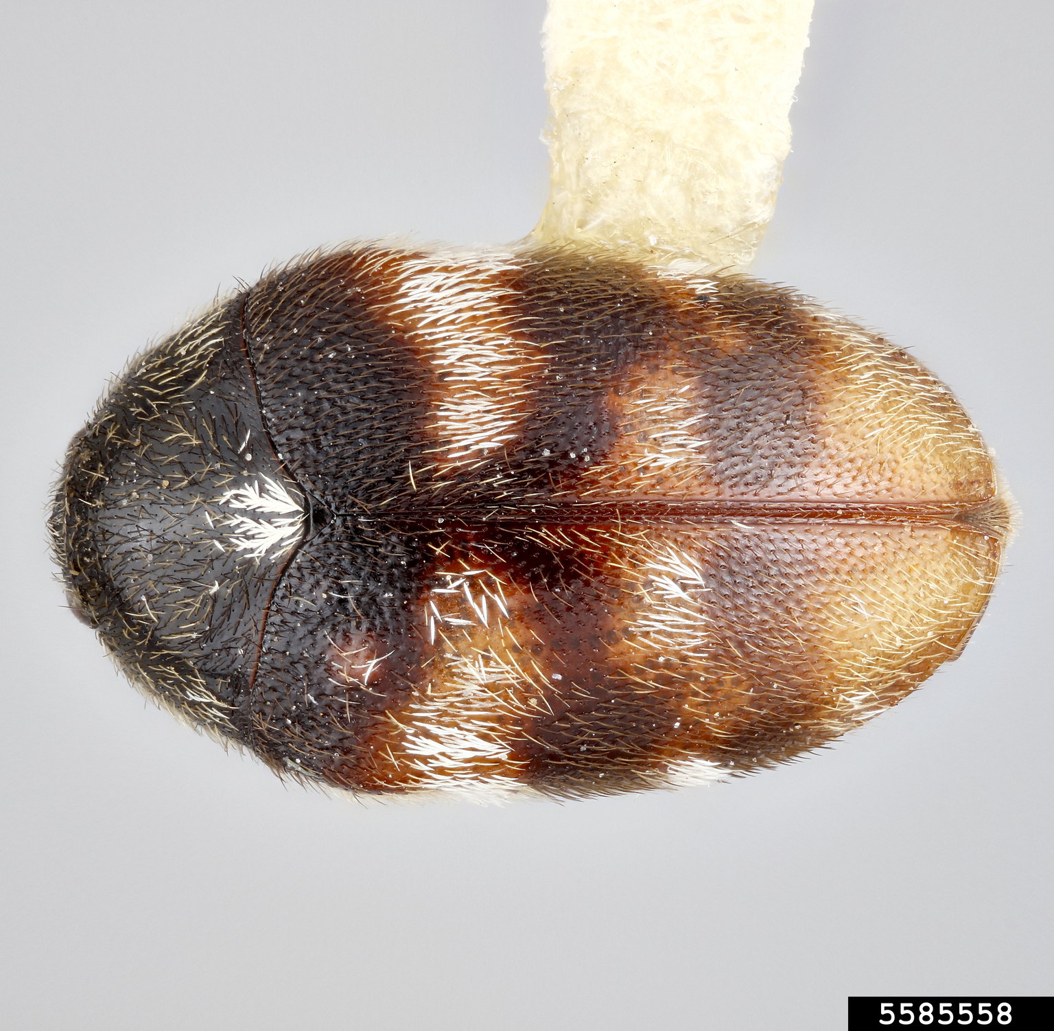 Carpet beetle (Phradonoma tricolor)