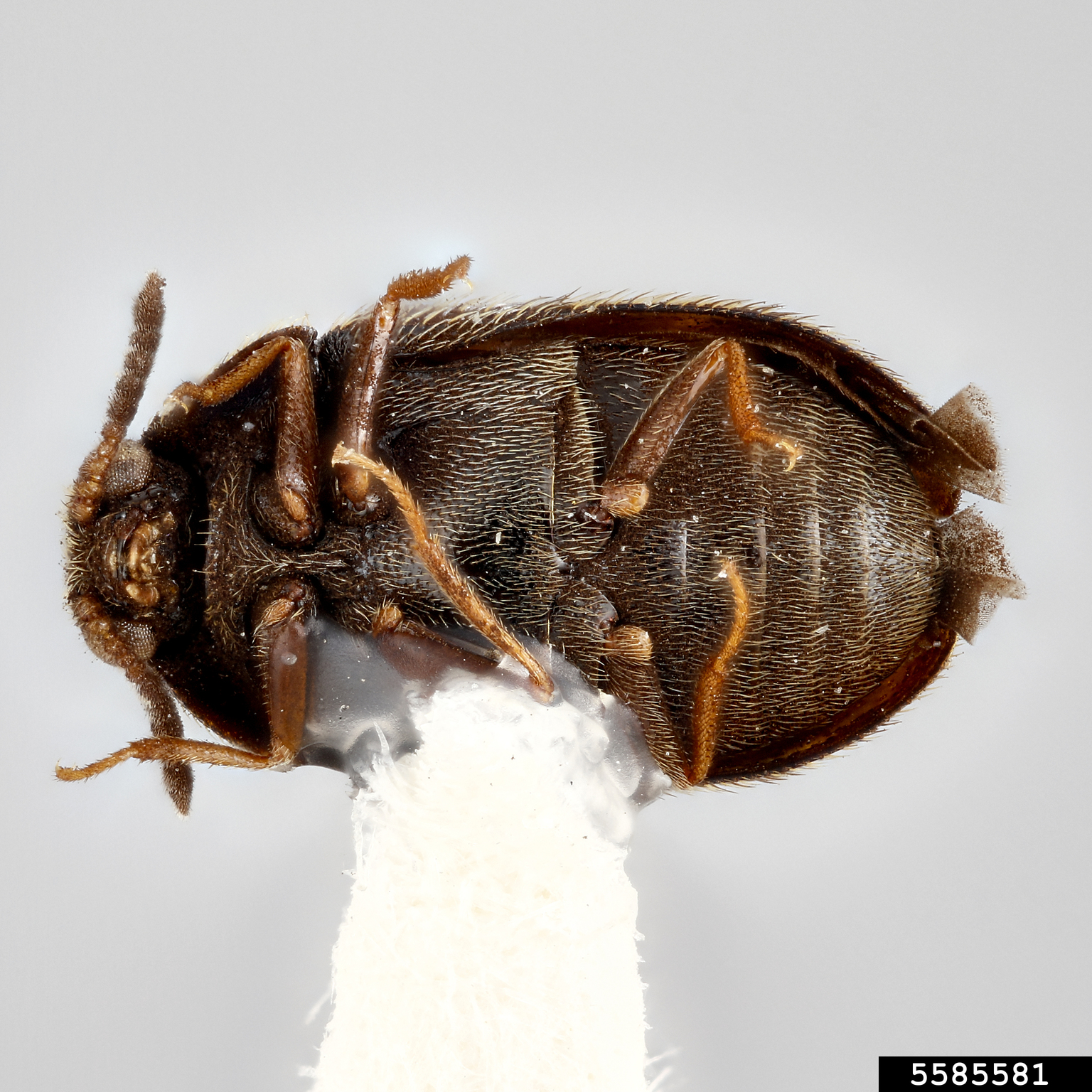 Carpet beetle (Trogoderma sternale ssp. maderae)