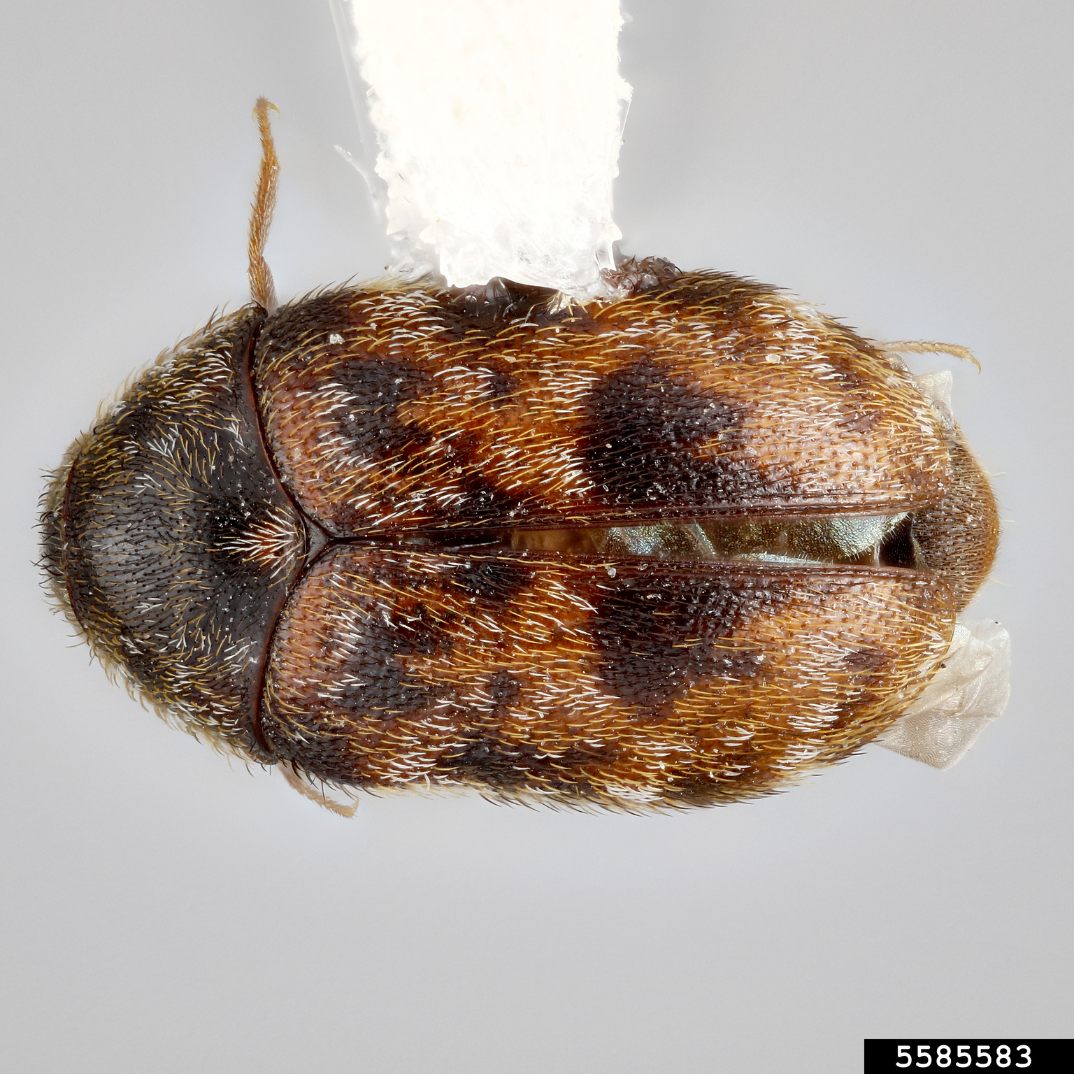 Carpet beetle (Trogoderma sternale ssp. maderae)