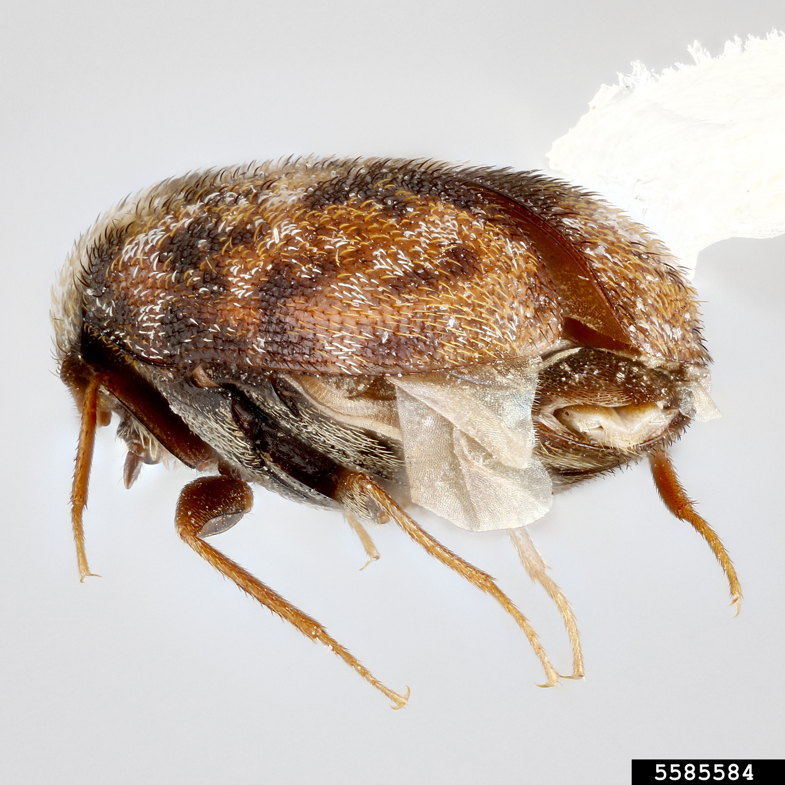 Carpet beetle (Trogoderma sternale ssp. maderae)