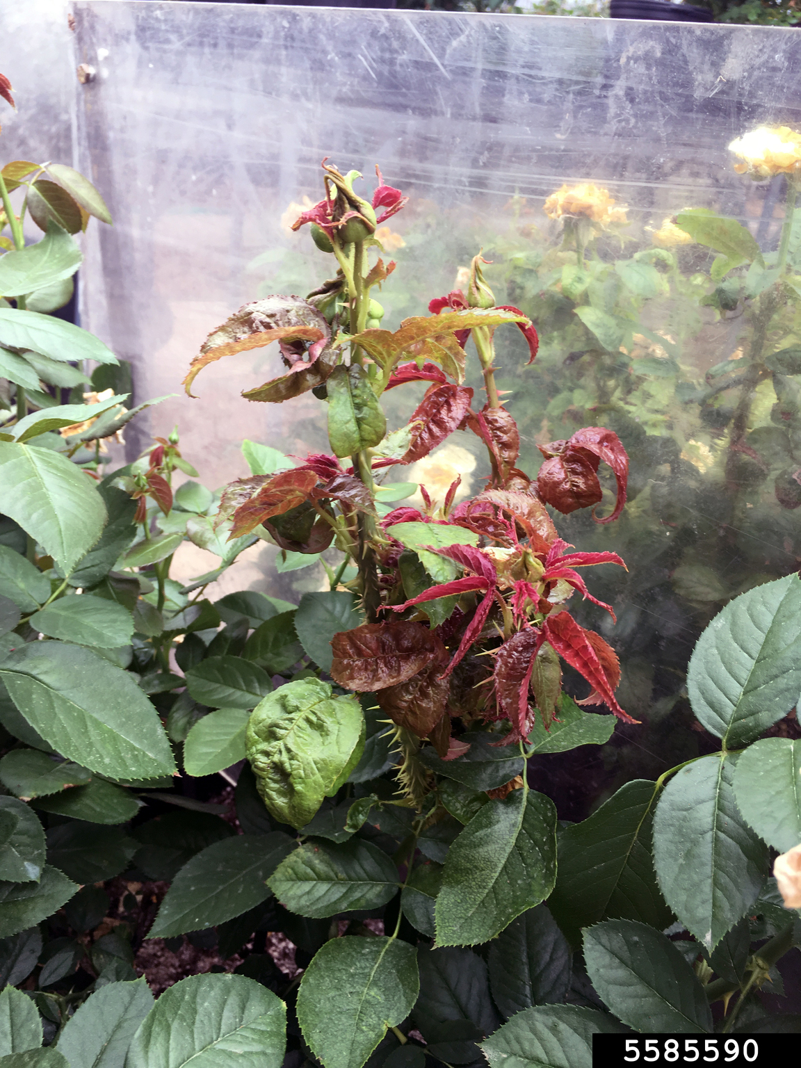 Rose rosette virus (RRV) (Emaravirus Rose rosette virus)