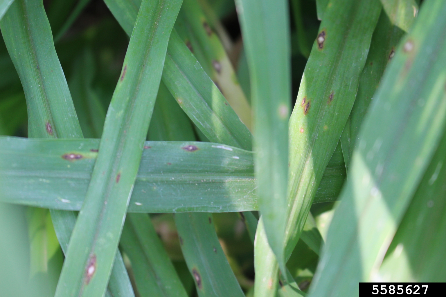 gray leaf spot (Magnaporthe grisea)