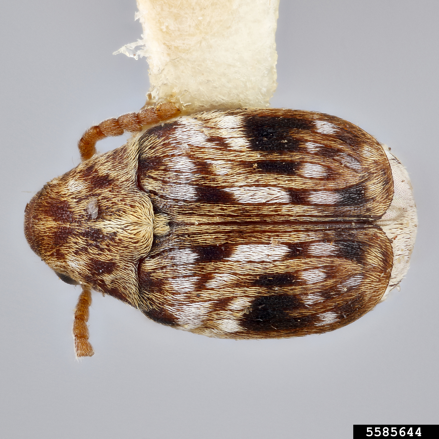Bean weevil (Acanthoscelides speciosus)