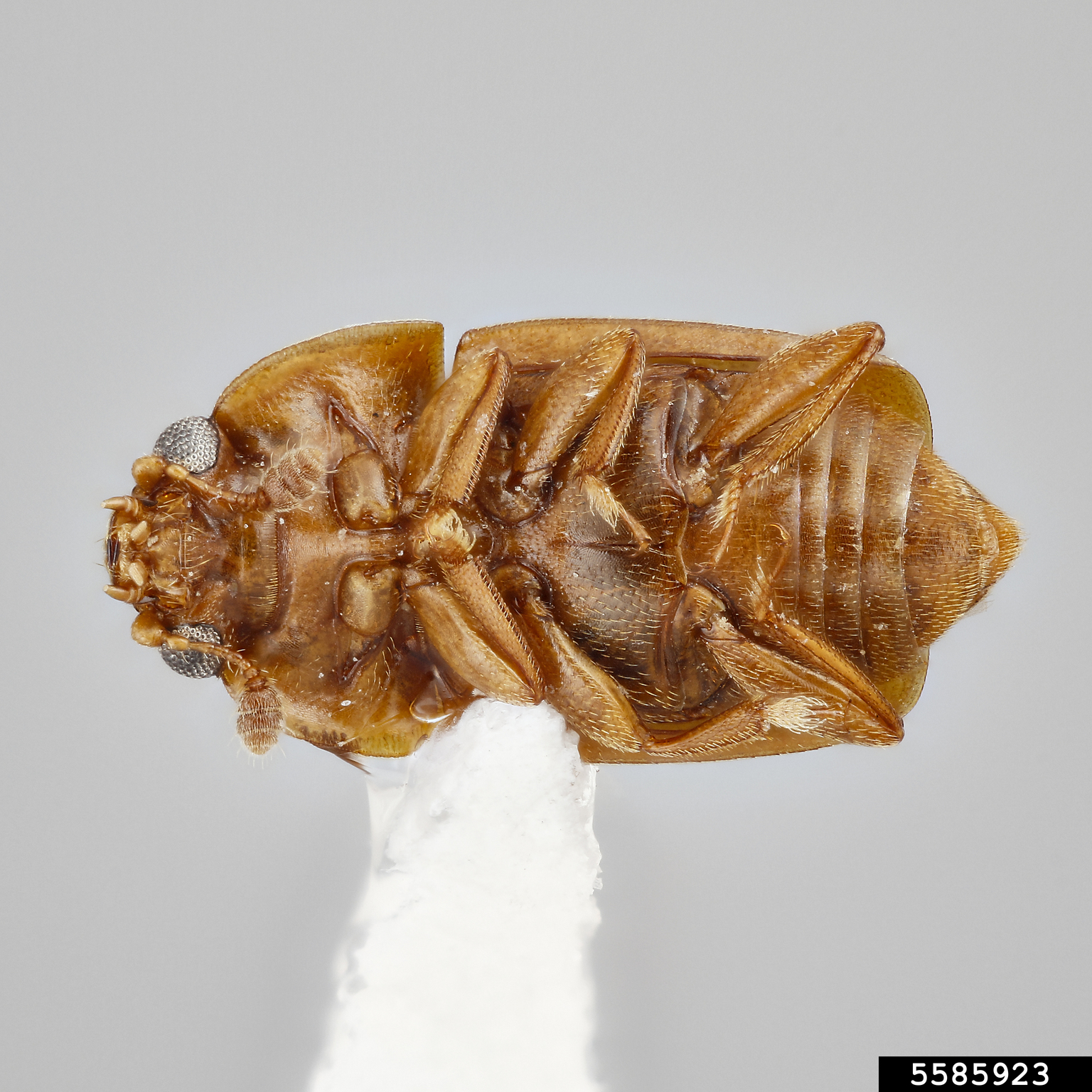 Pineapple sap beetle (Epuraea luteola)