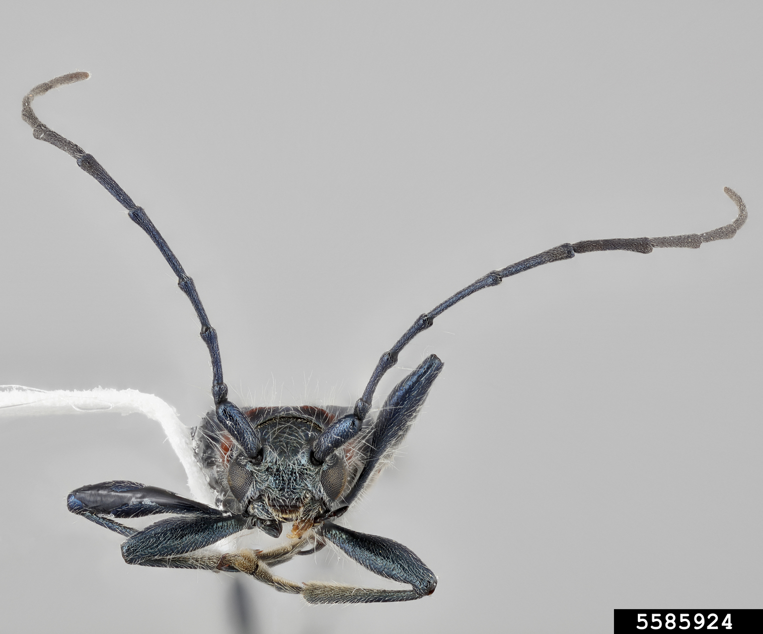 longhorned beetle (Eryphus laetus)