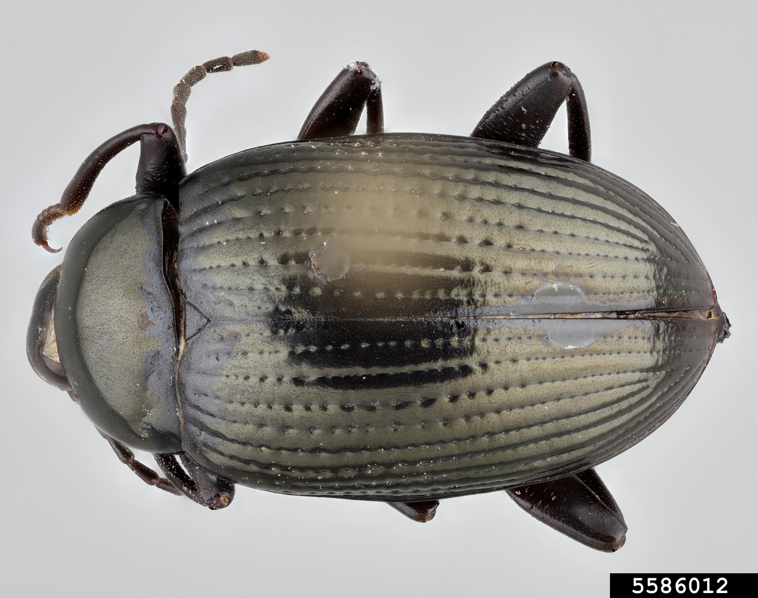 Darkling beetle (Amarygmus morio)