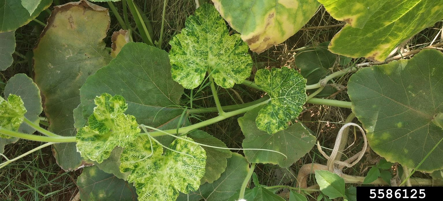cucumber mosaic virus (CMV) (Cucumovirus CMV ) on cucurbits - 5586125