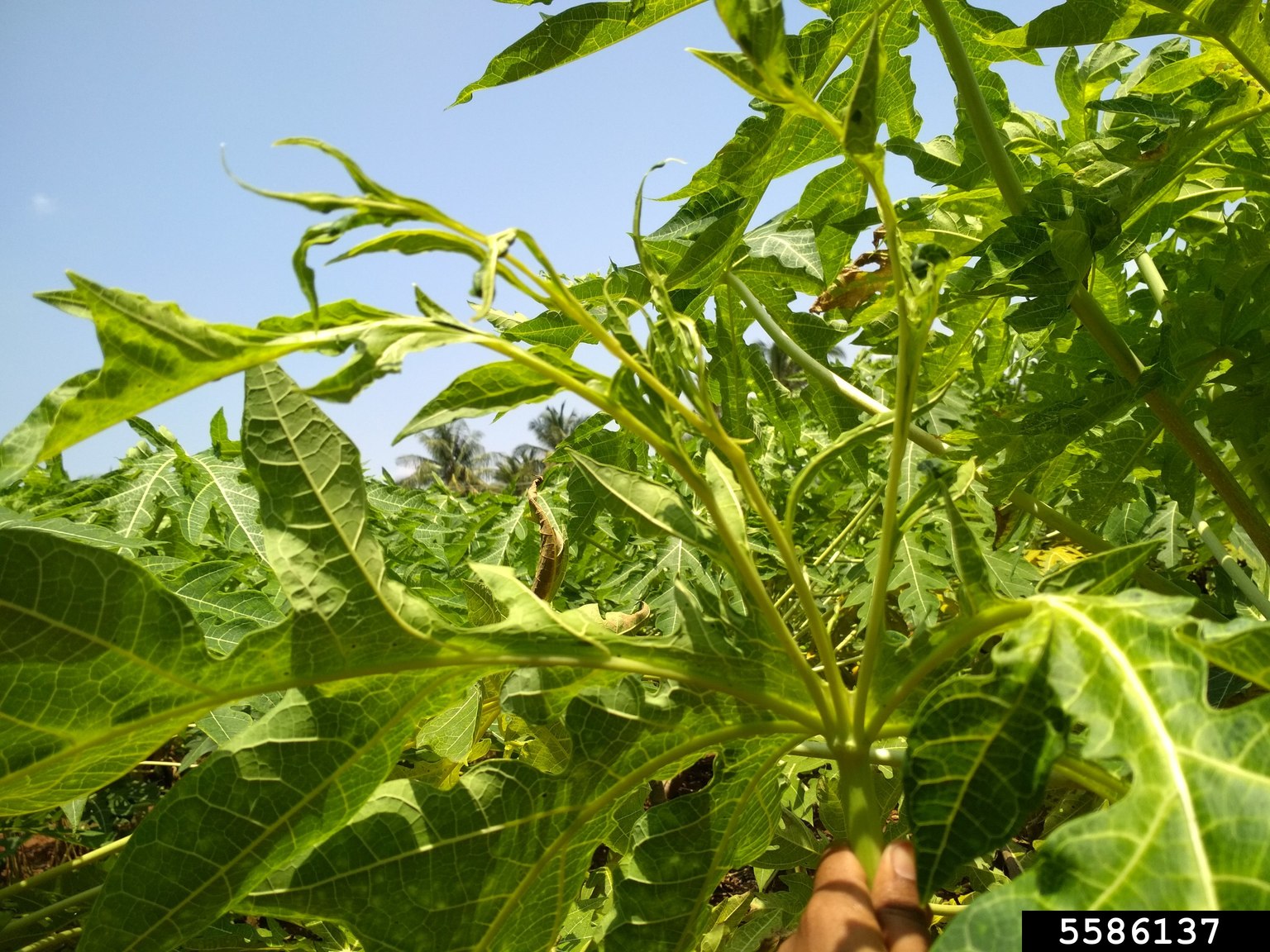 papaya-ringspot-virus-prsv-potyvirus-papaya-ringspot-virus