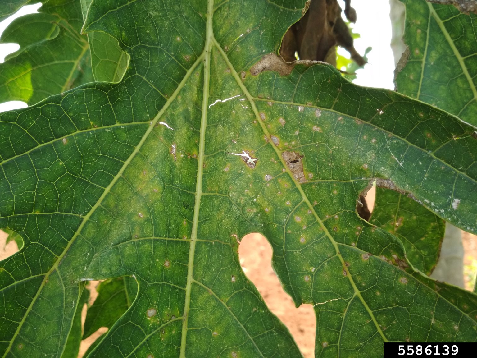 black spot of papaya (Asperisporium caricae)