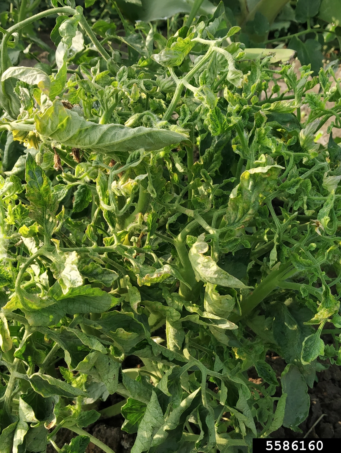 tomato yellow leaf curl virus (TYLCV) (Begomovirus Tomato yellow leaf