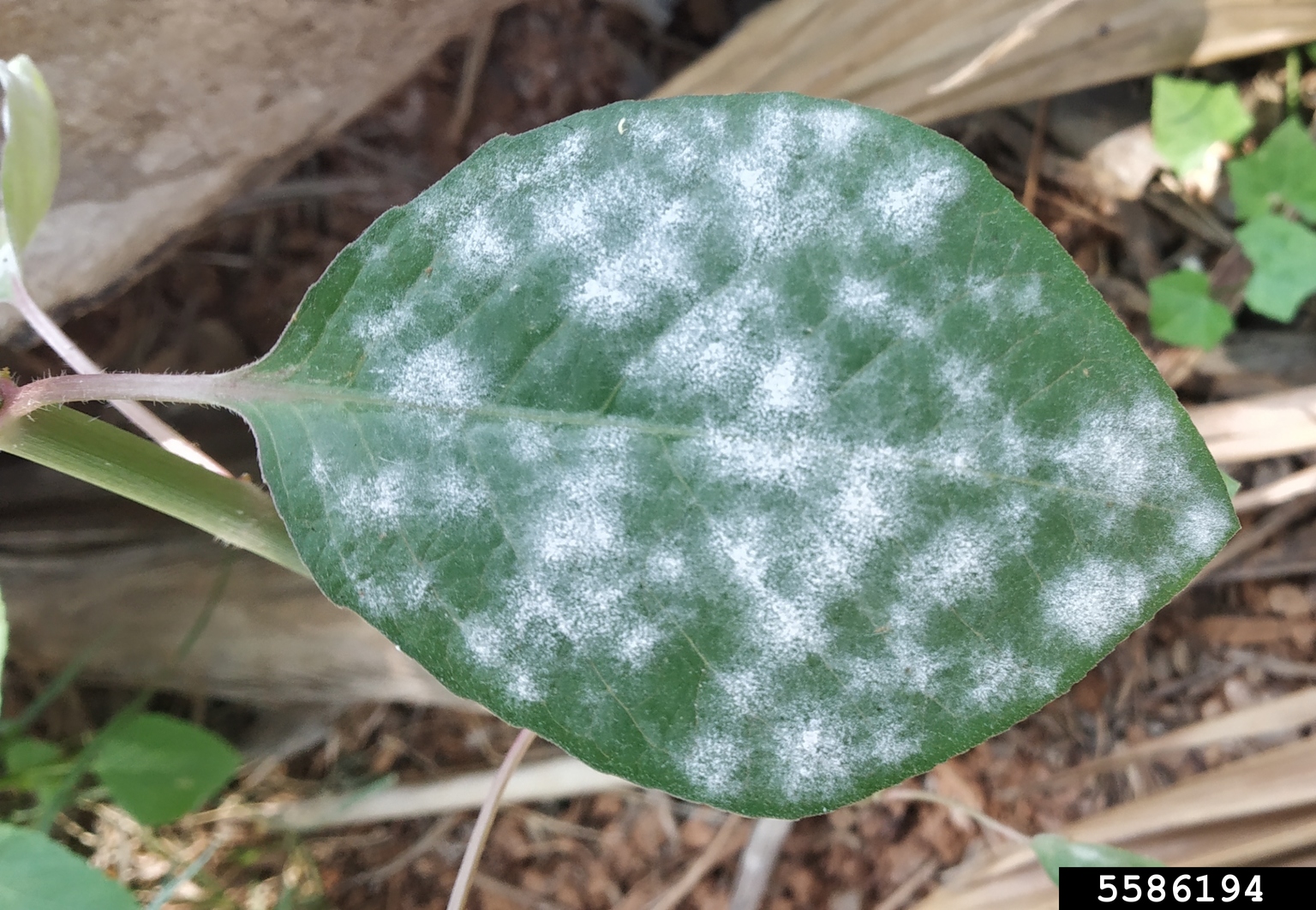 powdery mildew (Genus Erysiphe)
